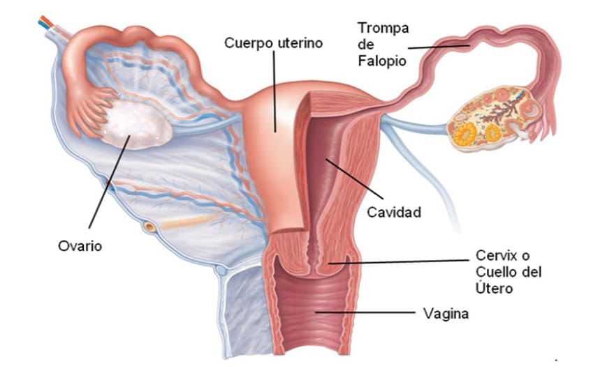 Anatomía aparato genital femenino
