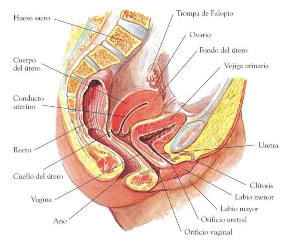 Anatomía aparato genital femenino
