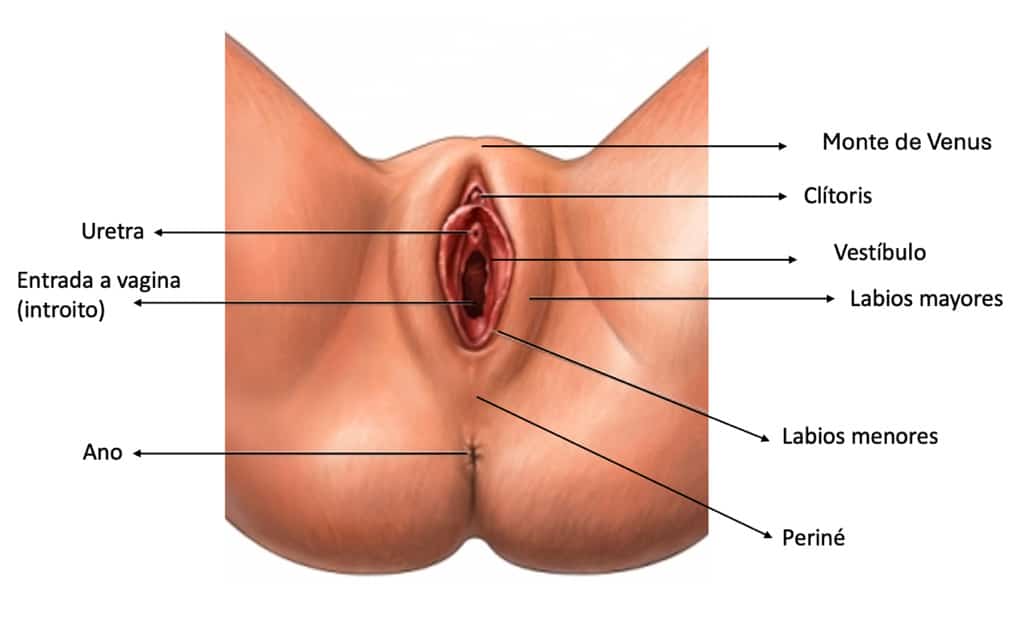 Anatomía aparato genital femenino vulva