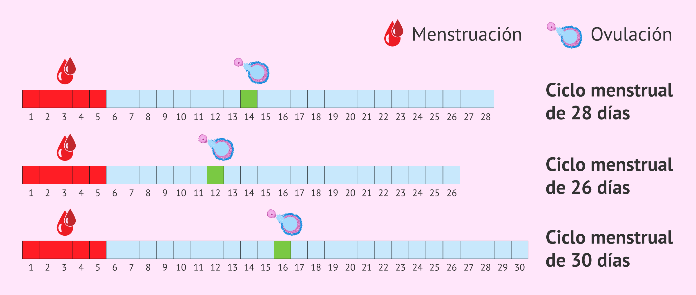 Calendario menstruación ovulación