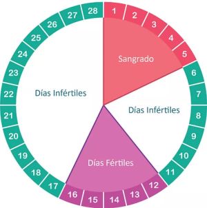 Calendario ciclo menstrual